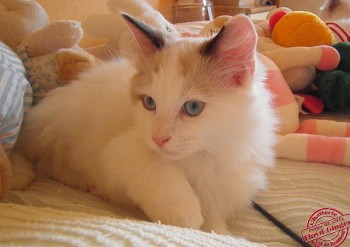 Horus - Mâle Seal Bicolour - Chatterie Ragdolls du Val de Beauvoir